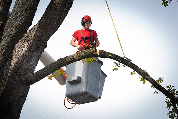  St Cloud, MN Tree Service Pros